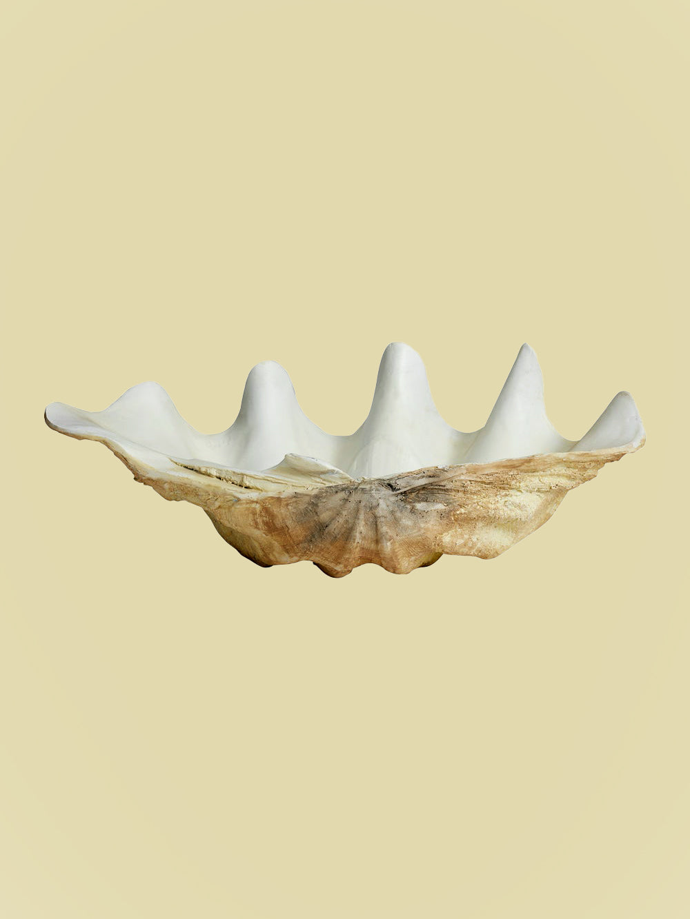 Bientôt Clam Shell 52cm